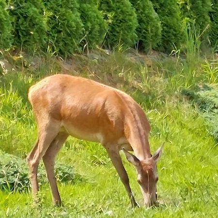 Вилла Domek Pod Holica 2 Bieszczady Устшики-Дольне Экстерьер фото